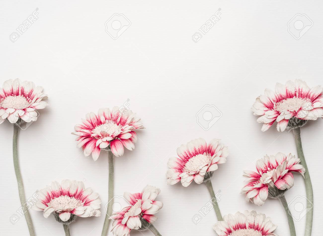 Lovely Daisies Flowers On White Desktop Background Floral Border