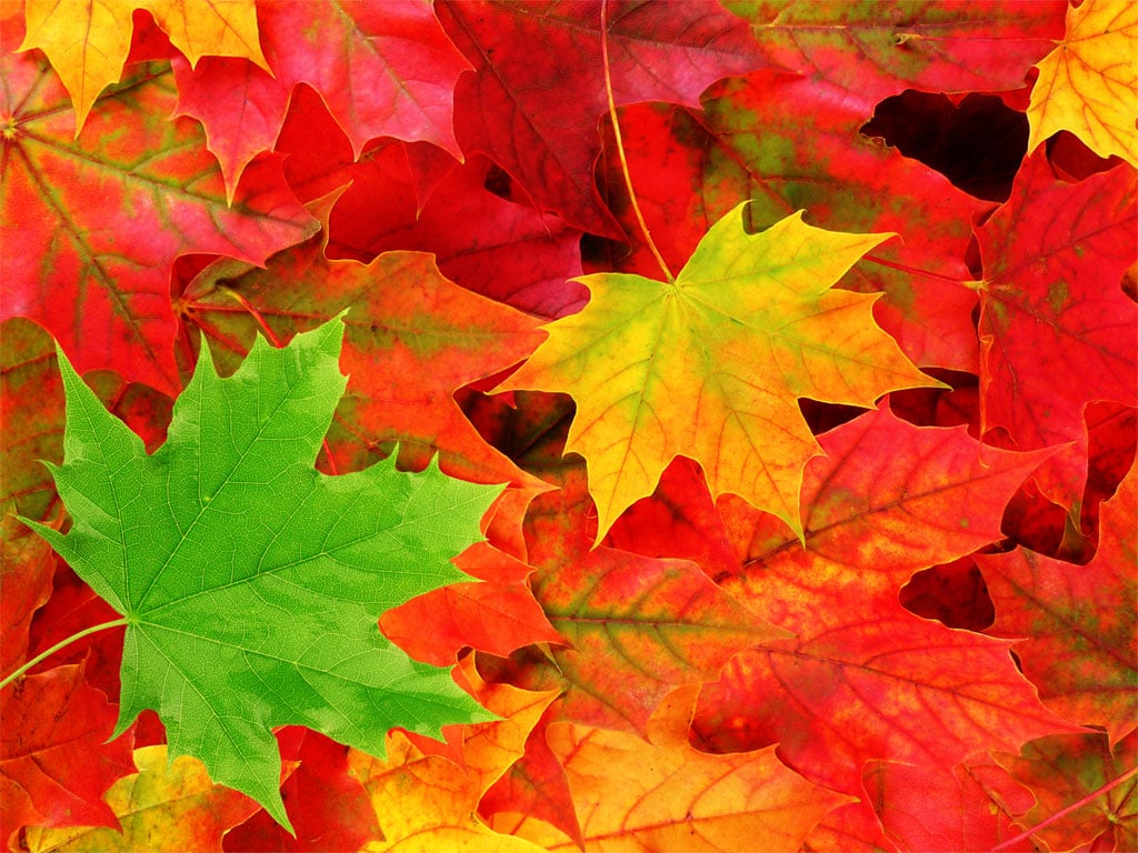 wallpapers Windows 7 Autumn Wallpapers