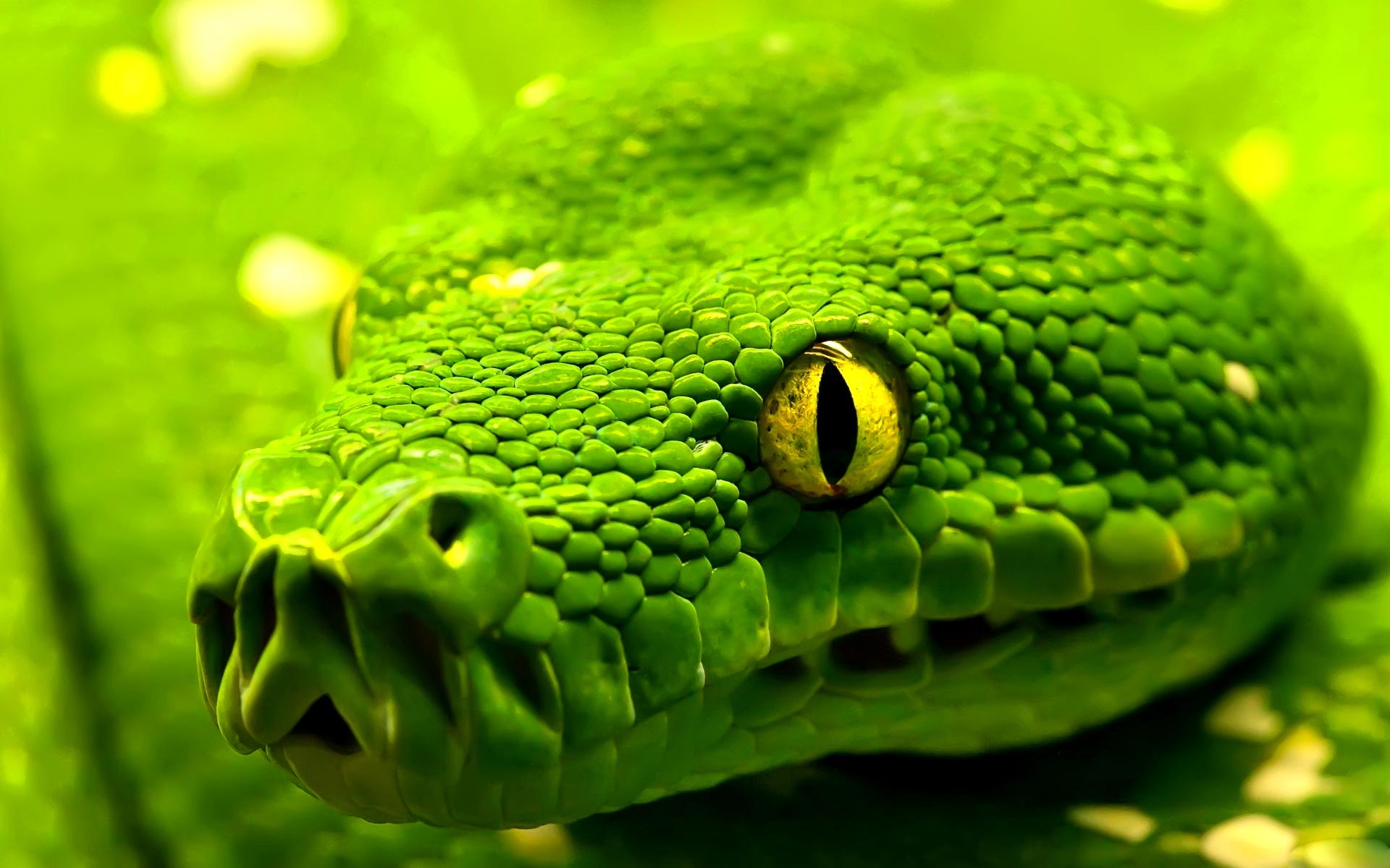 Green Snake HD Wallpaper Cool Desktop Background Image Widescreen