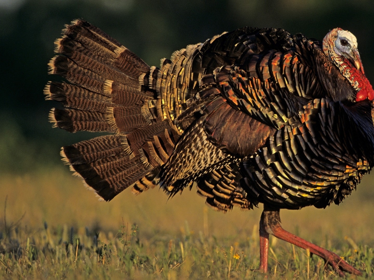 Wildlife Texas Turkey Bird Wallpaper