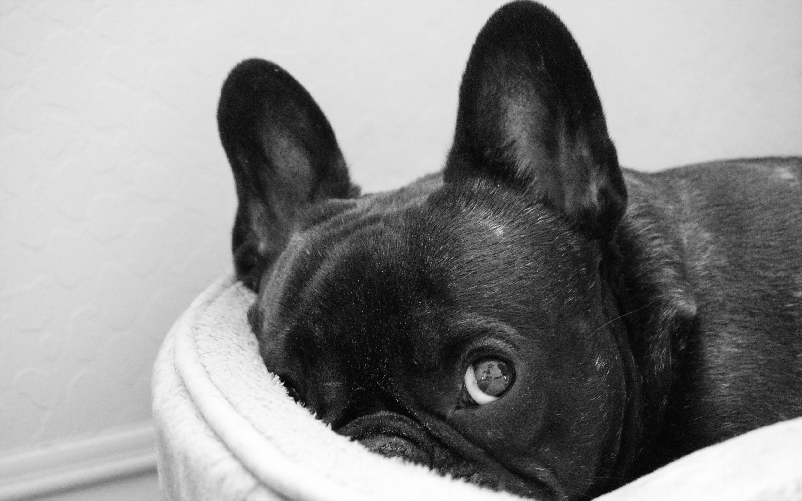 French Bulldog Hiding Under White Blanket Wallpaper By Marijane