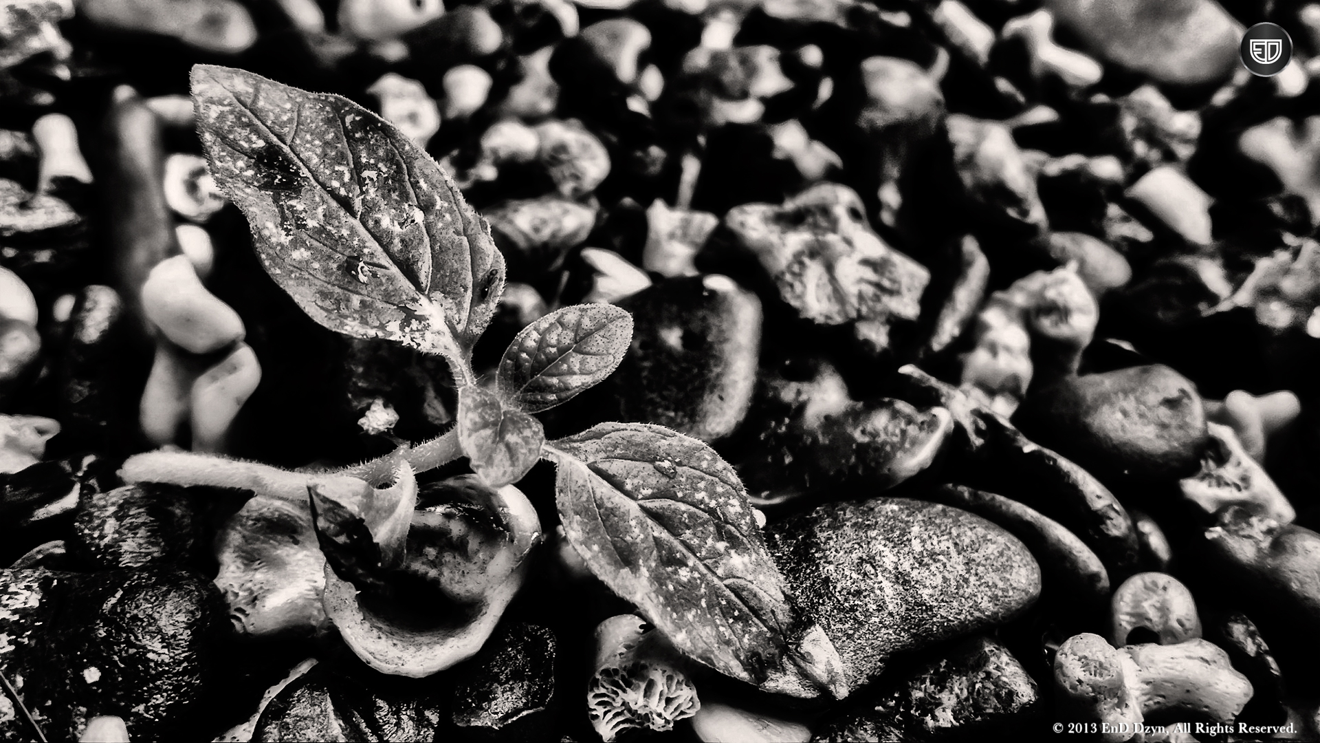 Black And White HD Wallpaper Background Wild Plant Close Up