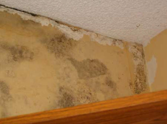 Warm wet weather can trigger mold growth  MU Extension
