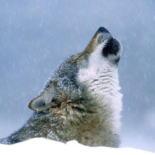Howling Wolf In Snow Jpg