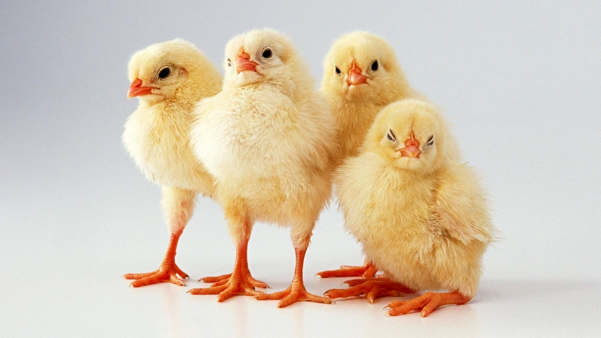 Animal Chicken HD Wallpaper