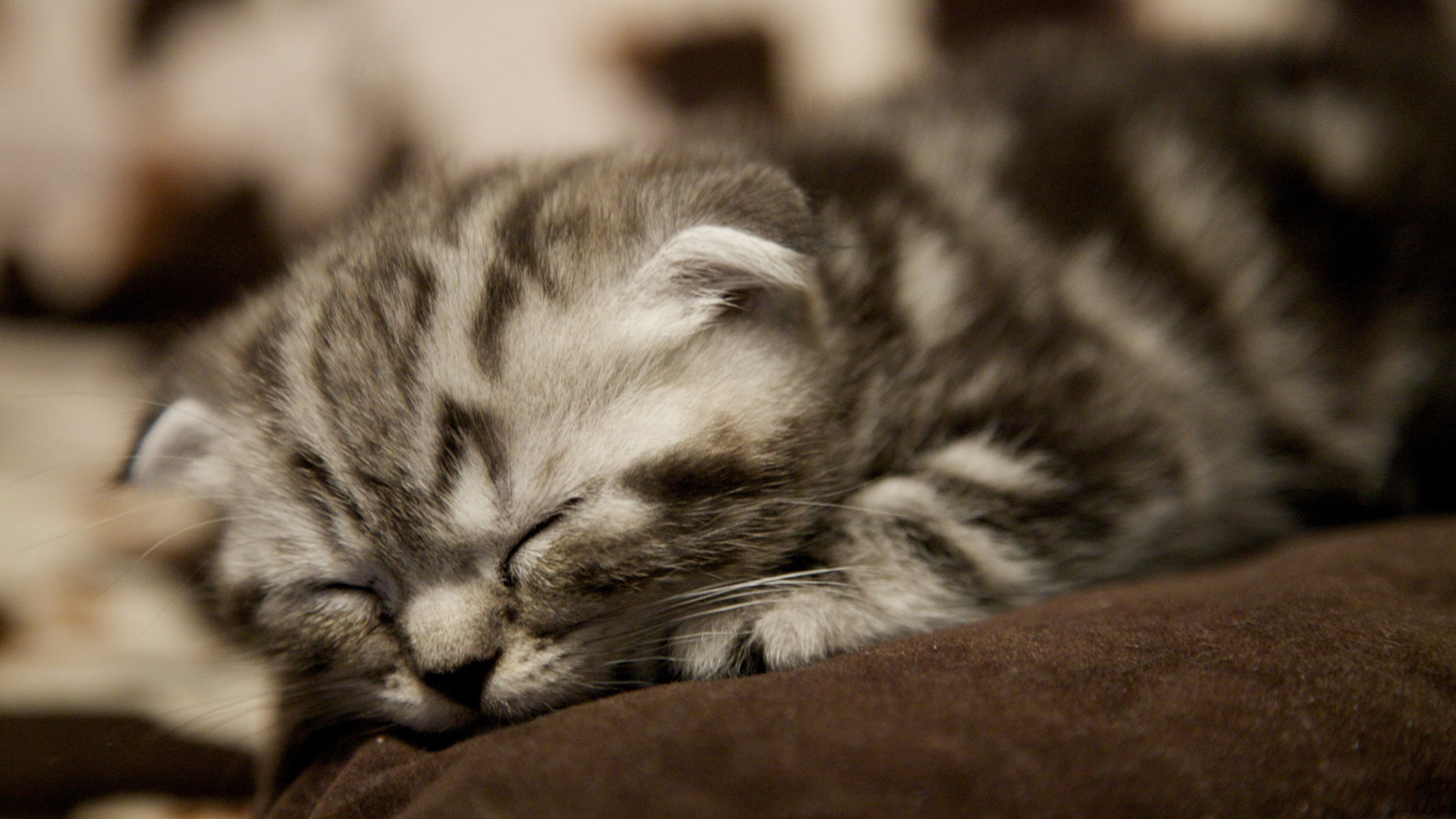 Scottish Fold Kitten Sleeps Squat HD Cat Wallpaper