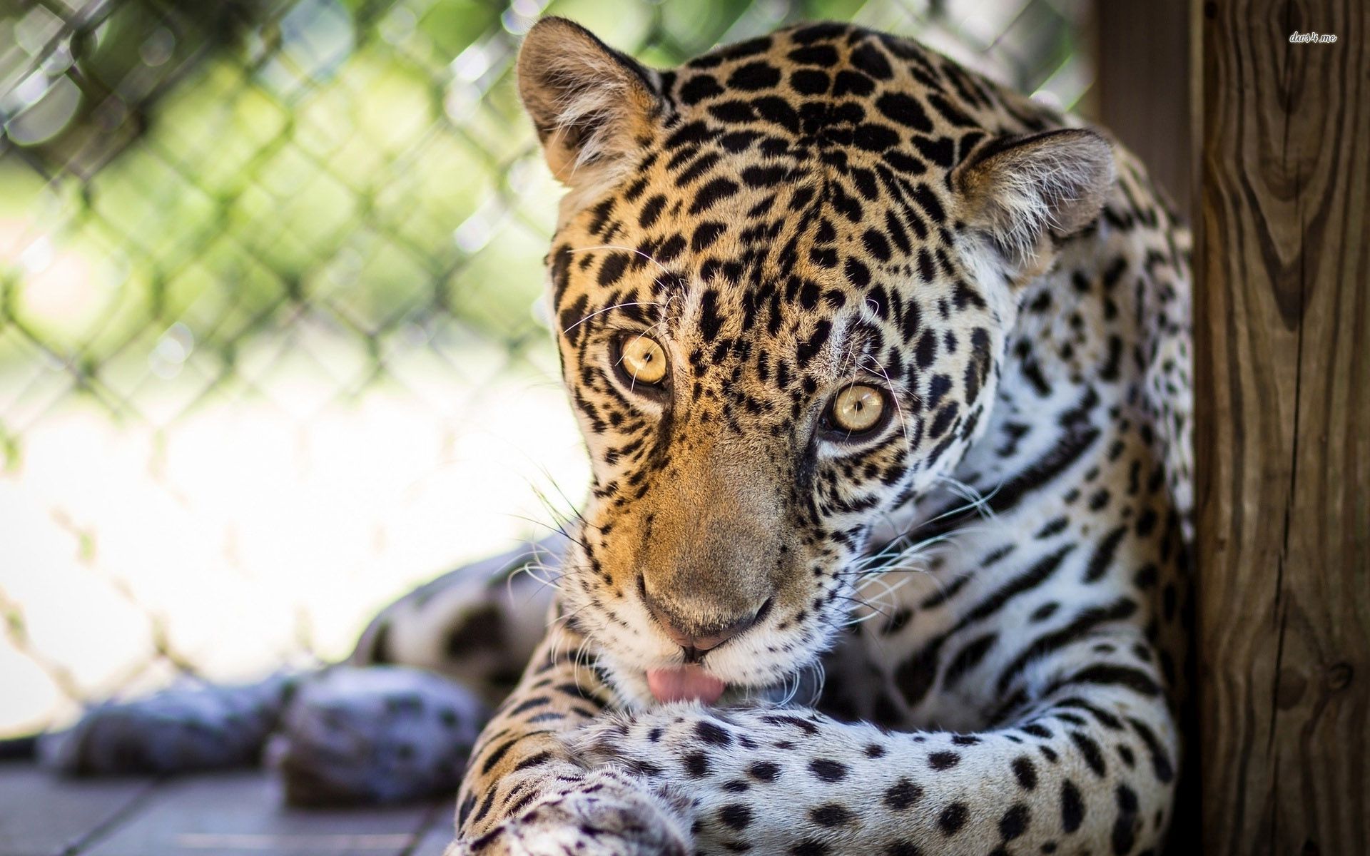 Jaguar Wallpaper Animal