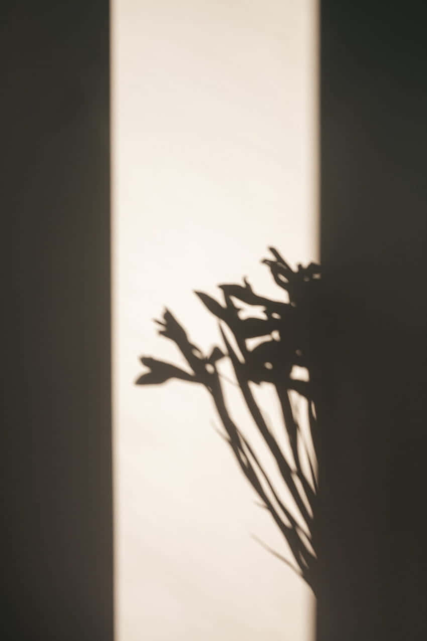 Shadow Pfp Wallpaper