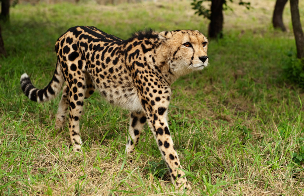 King Cheetah Pictures In Kapama Private
