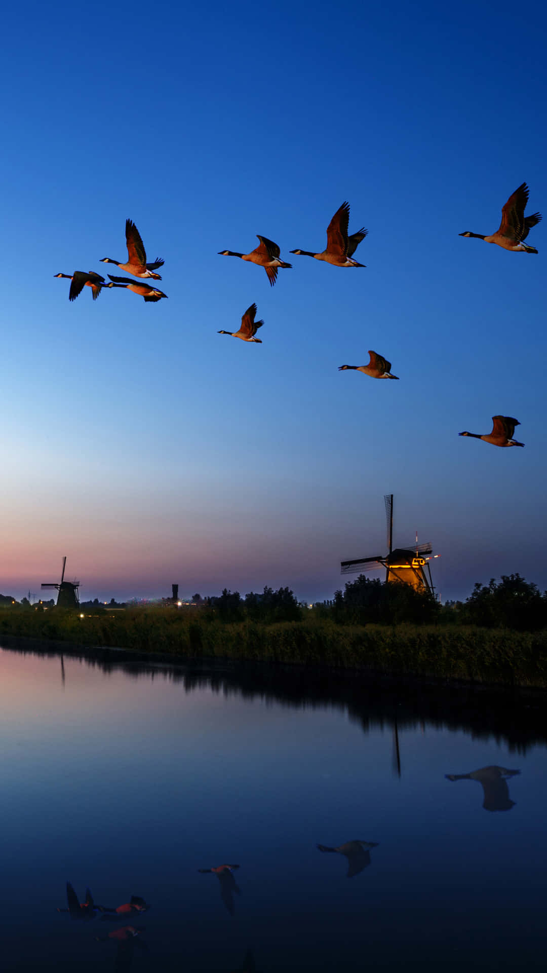 Flying Bird Wallpaper