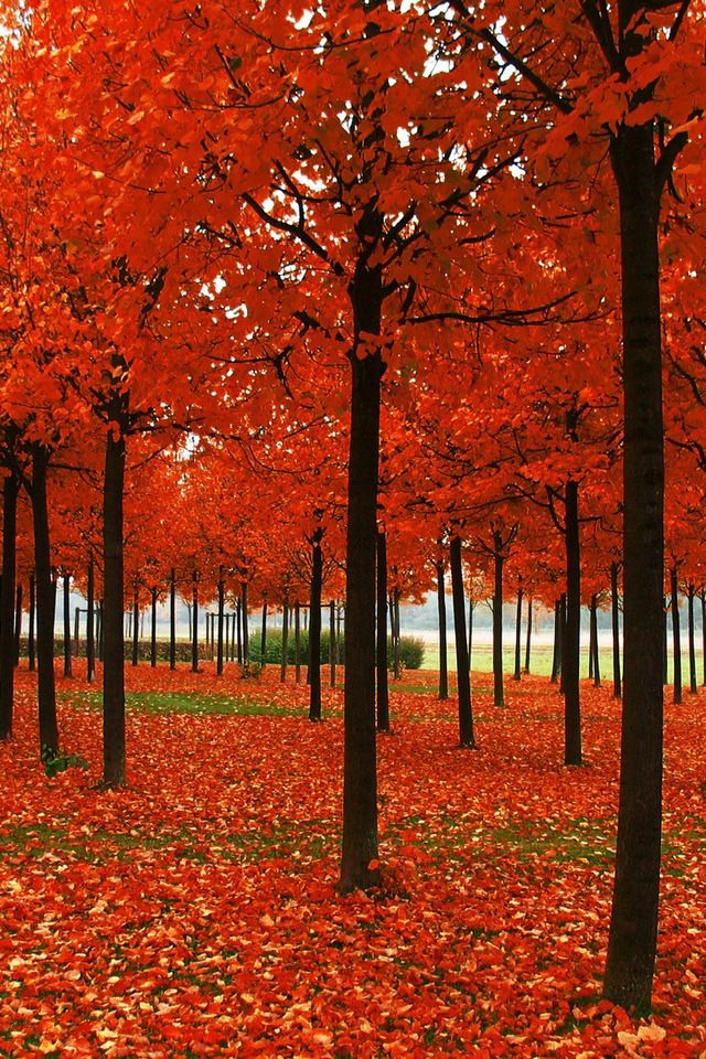Autumn Wallpaper iPhone Trees Of Colors