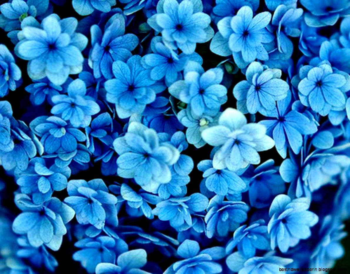 Get Eletragesi Blue Flowers Background Image