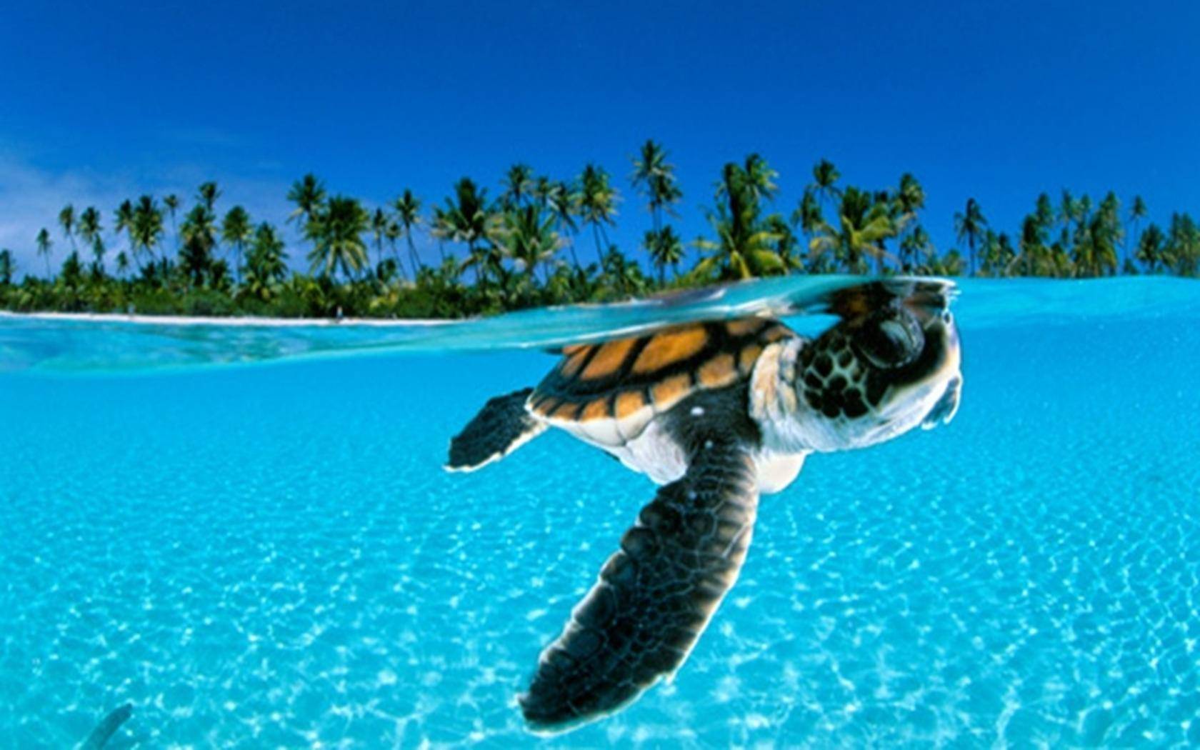 Sea Turtle Photos, Download The BEST Free Sea Turtle Stock Photos & HD  Images