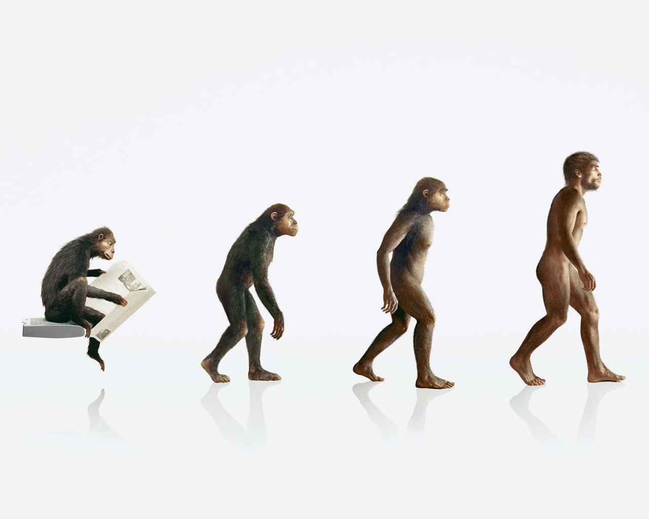  human evolution apes 1920x1200 wallpaper Art HD Wallpaper download