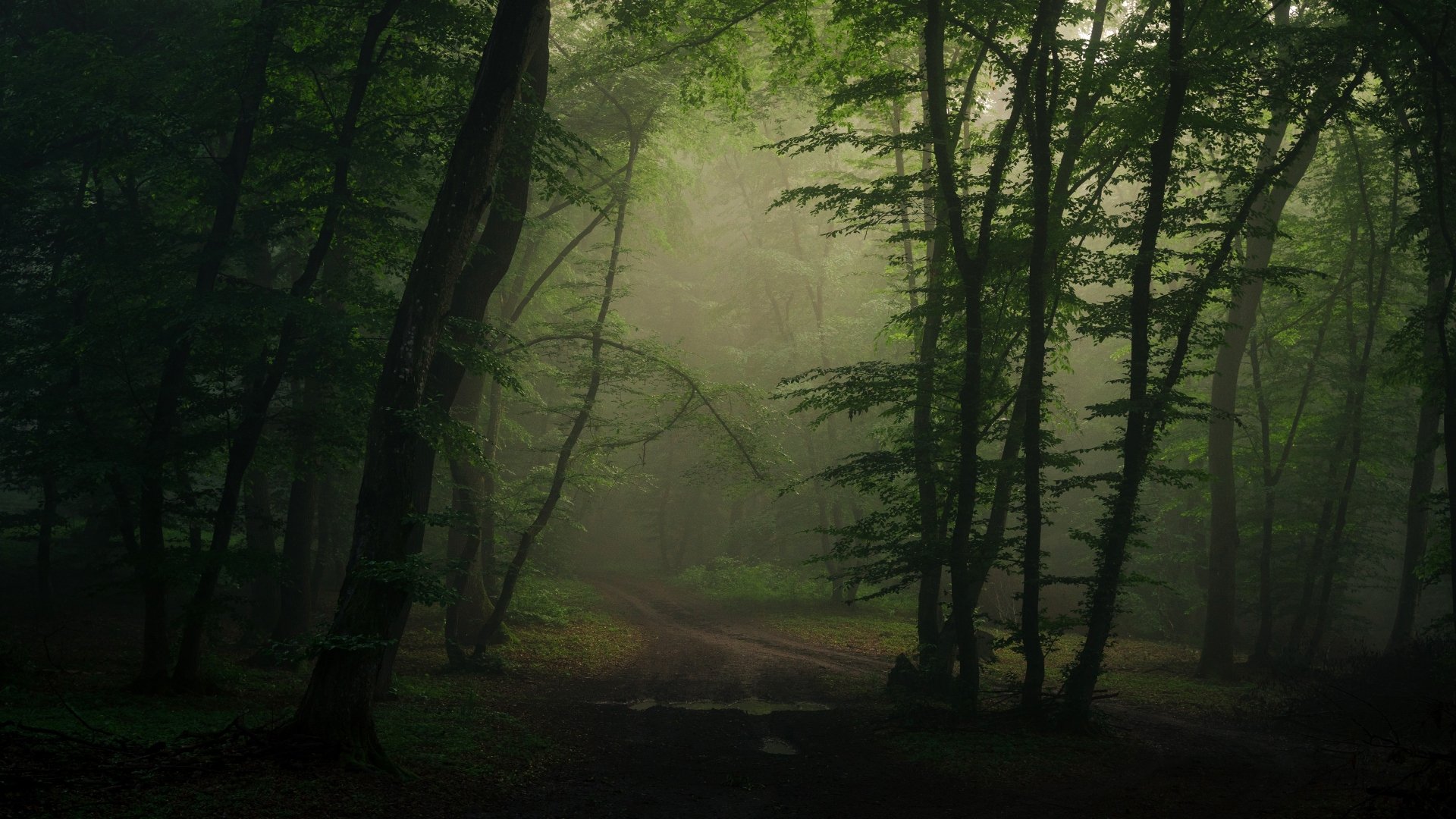 Path Forest Road Nature Fog 4k Ultra HD Wallpaper