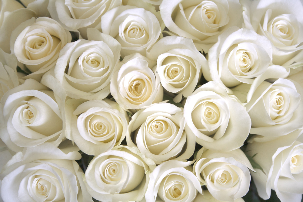 Pure White Roses Photo