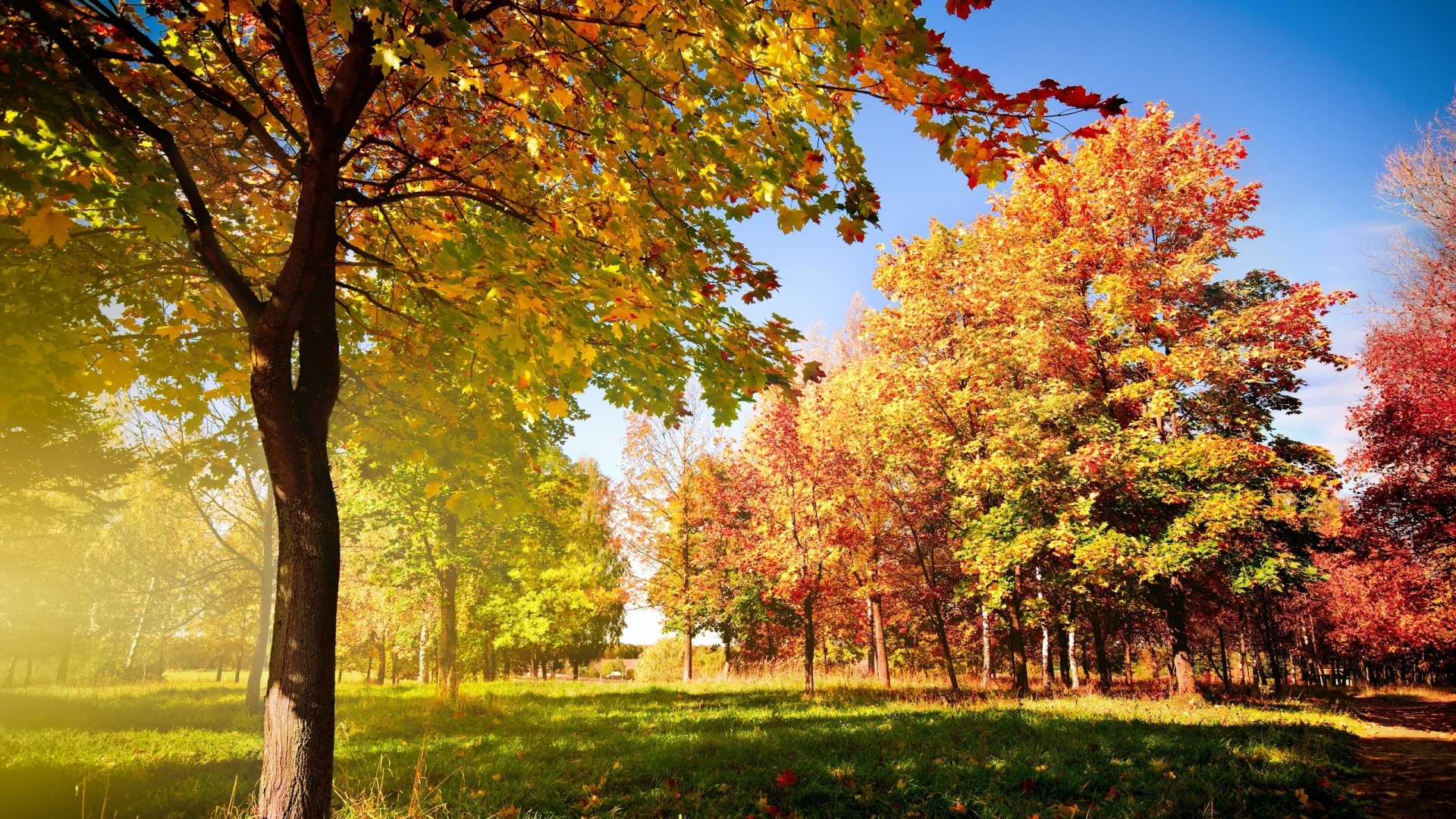 colorful autumn landscape autumn leaves autumn trees autumn forest
