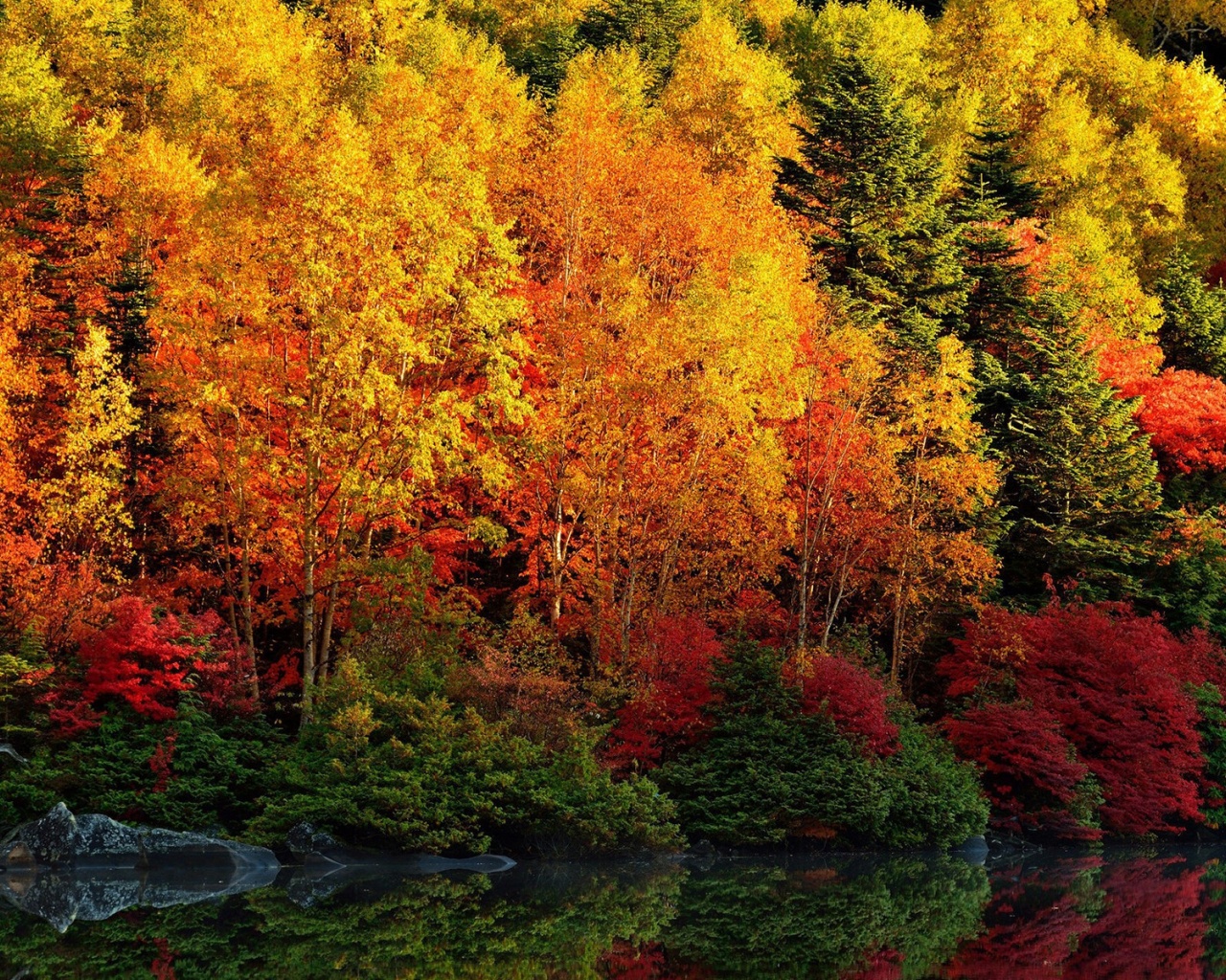 Adorable Autumn Forest River Desktop Pc And Mac Wallpaper