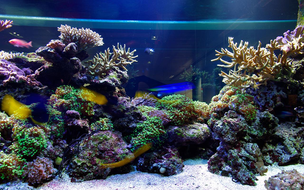 3d Desktop Aquarium Live Wallpaper