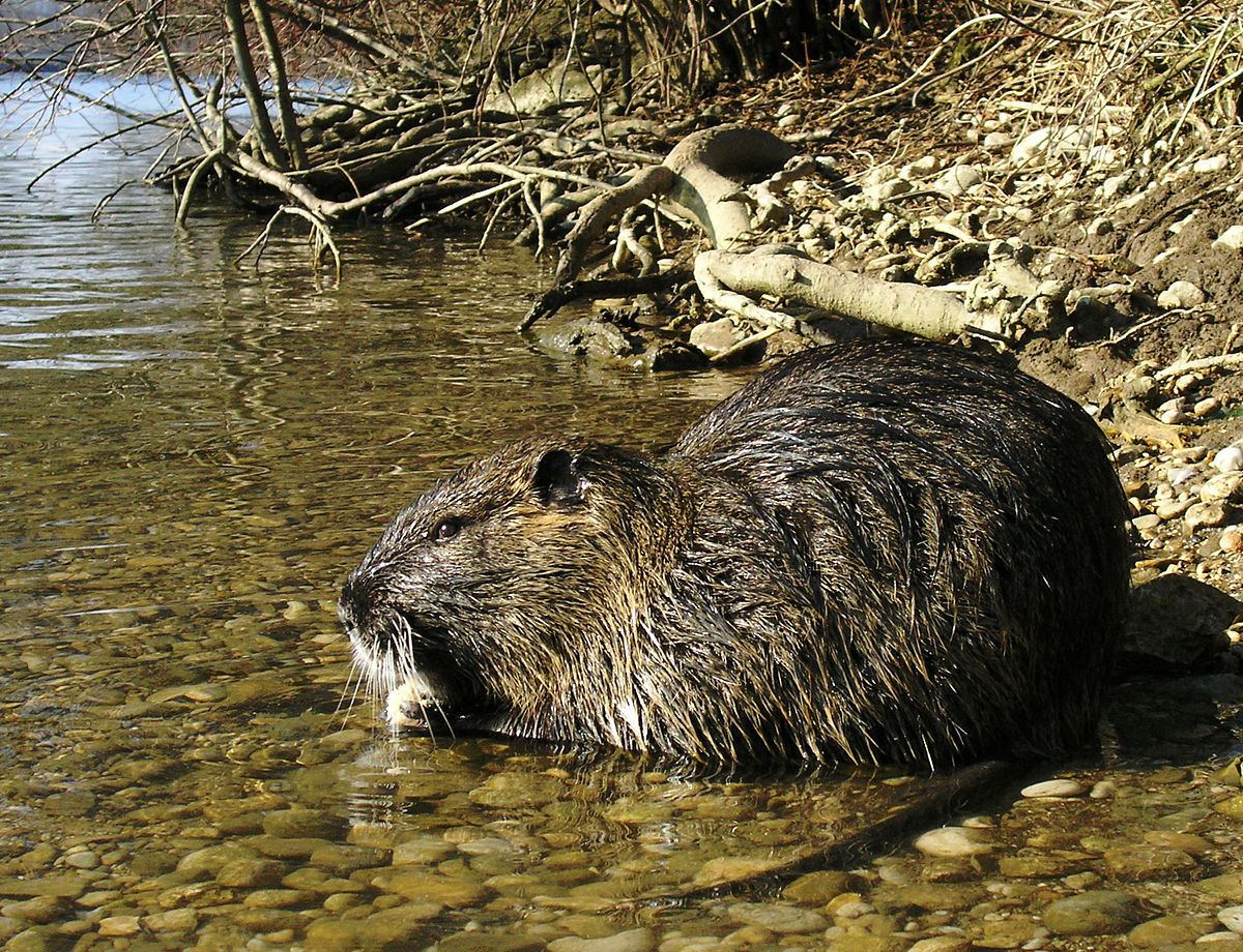 Coypu Wikipedia