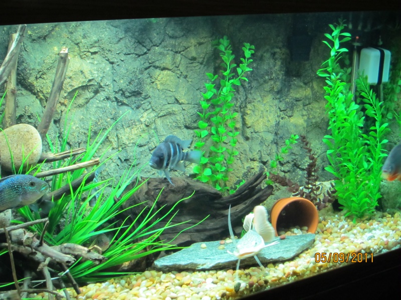 My Fish Tank And New 3d Background