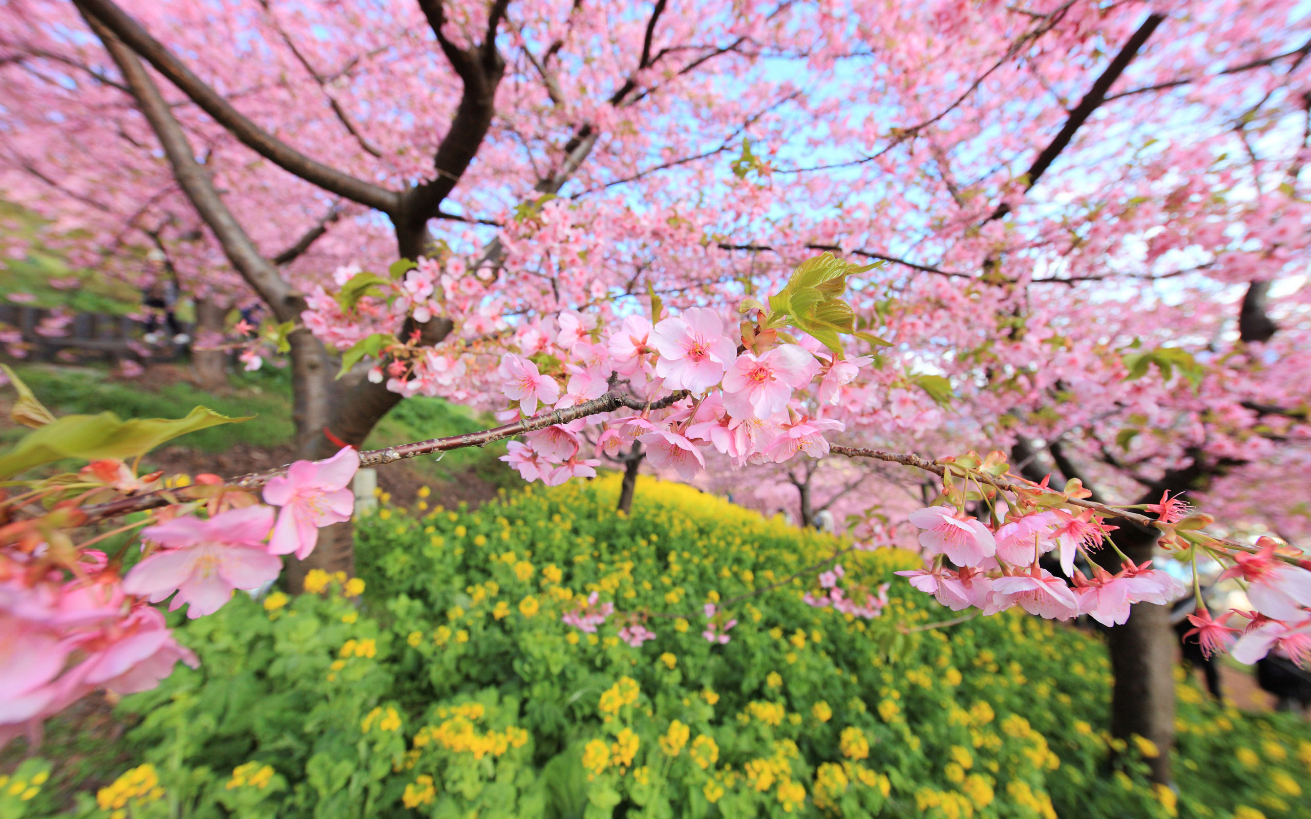 Cherry Blossom Wallpaper HD