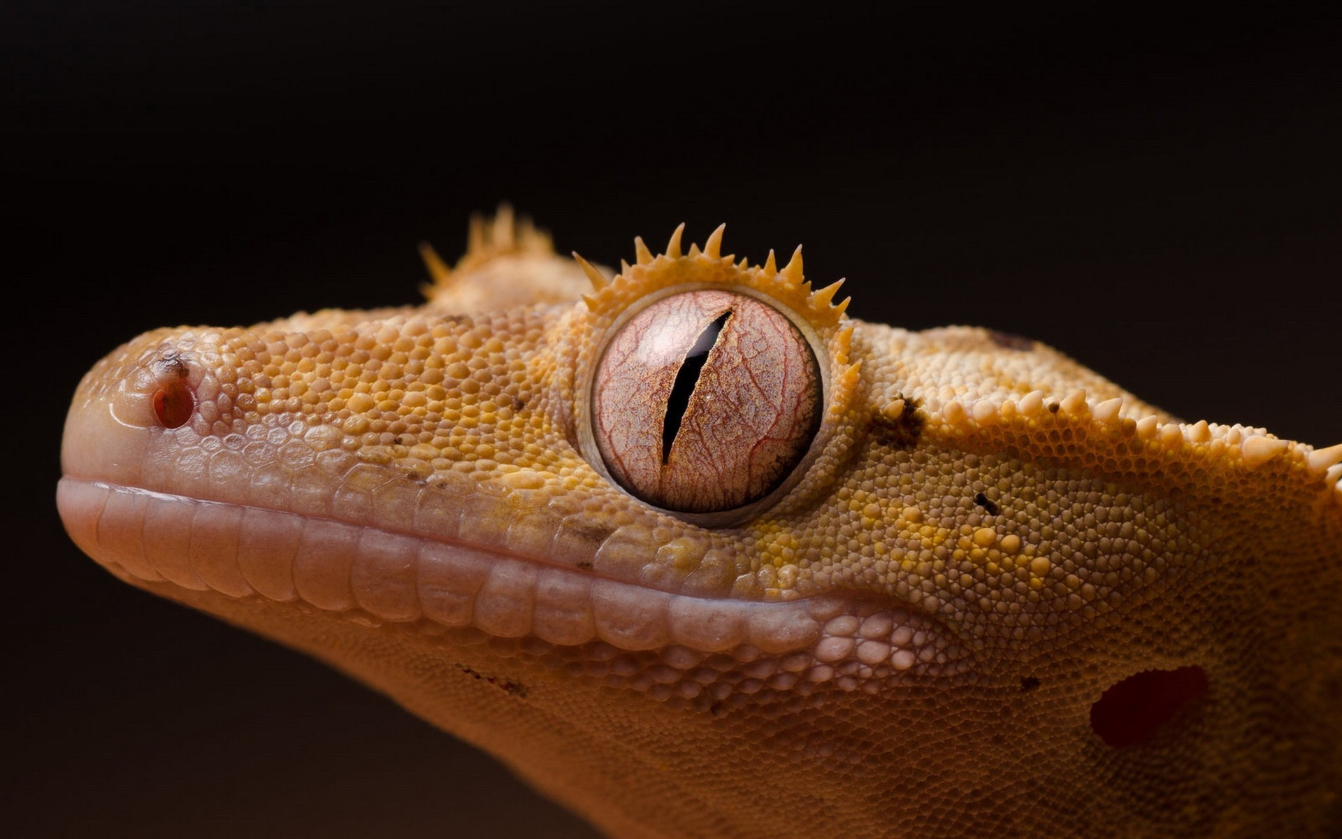 Cute Crested Gecko HD Wallpaper Background Image