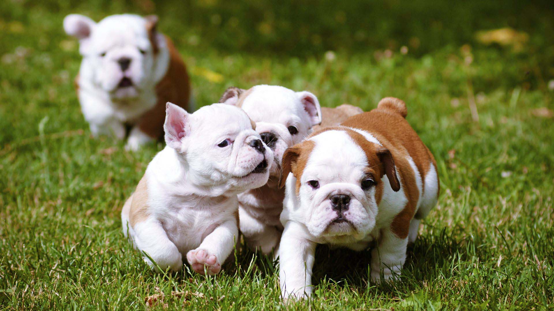 Bulldog Puppies Running Together Wallpaper HD With