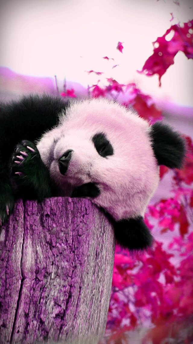 Adorable Pink Panda Wallpaper Baby Animals Super Cute