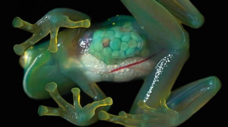 Glass Frog HD Wallpaper Animals