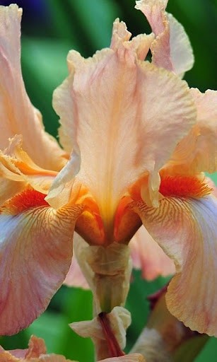 Iris Flower Wallpaper And Background Application With Beautiful High