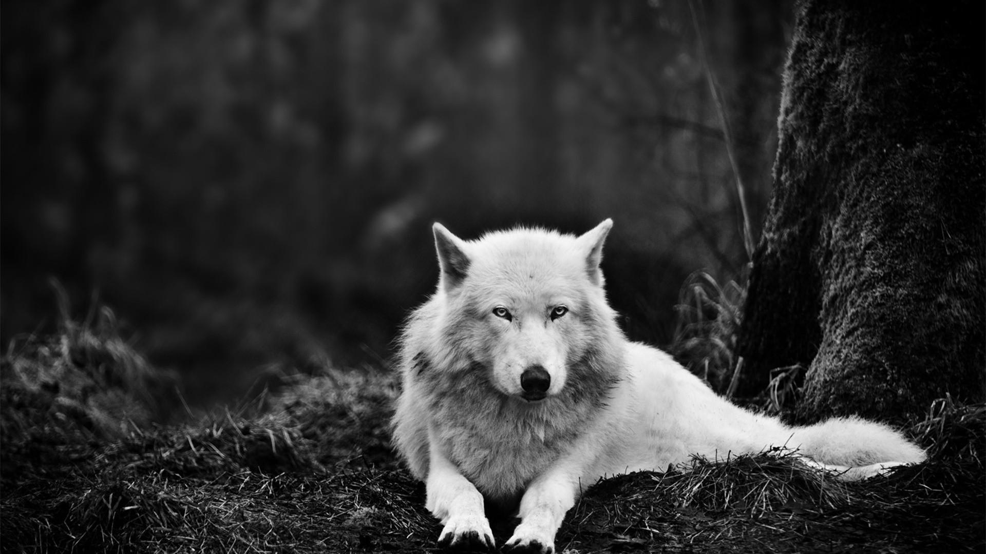 Wolf Wolves White Wallpaper