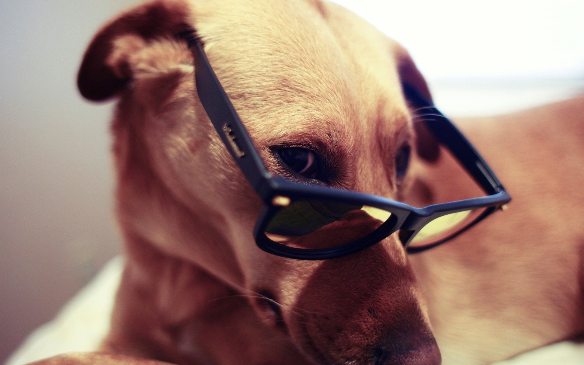 Dogs Glasses HD Wallpaper