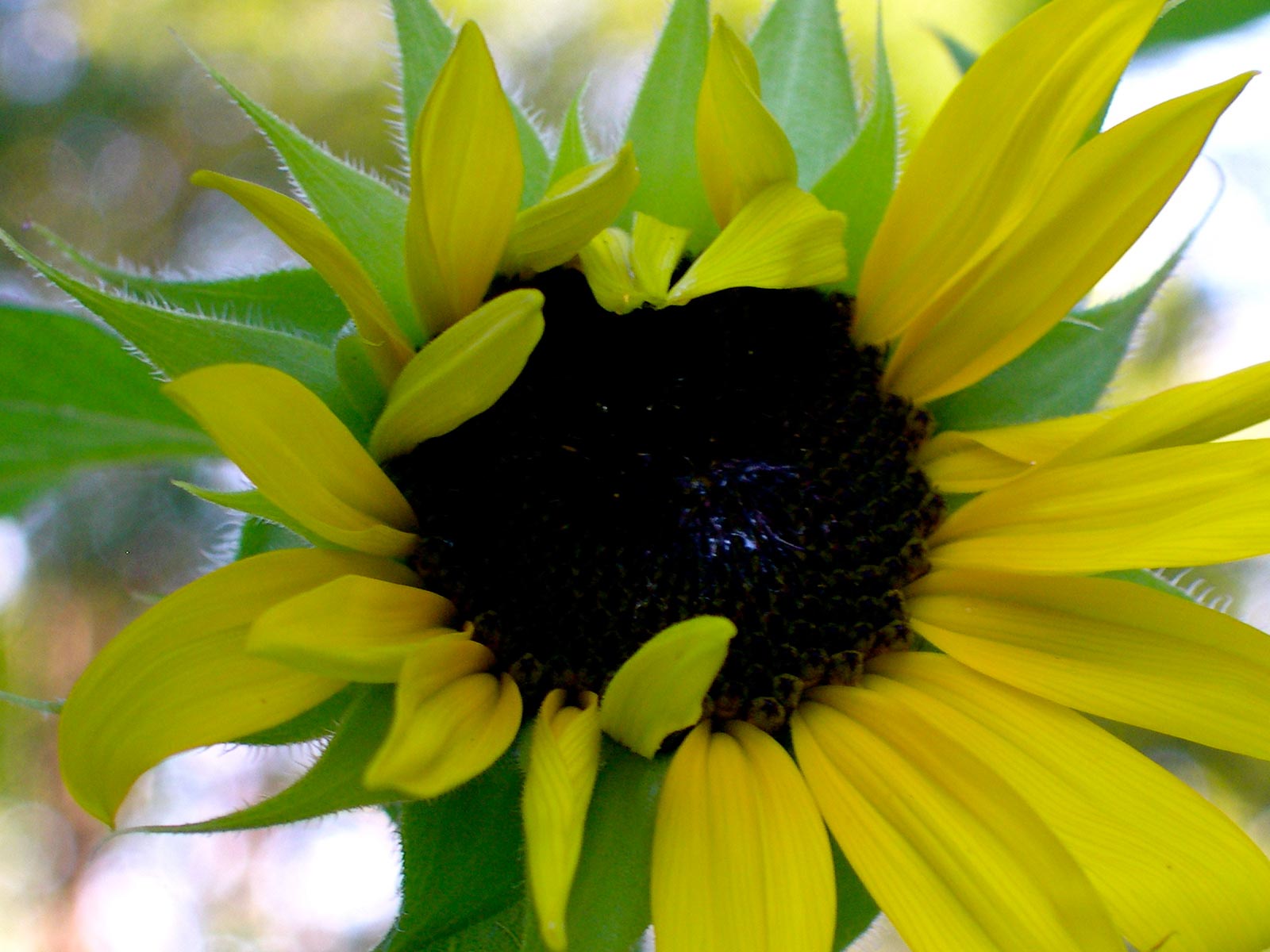 Free download delivery in USA and Canada downloads backgrounds