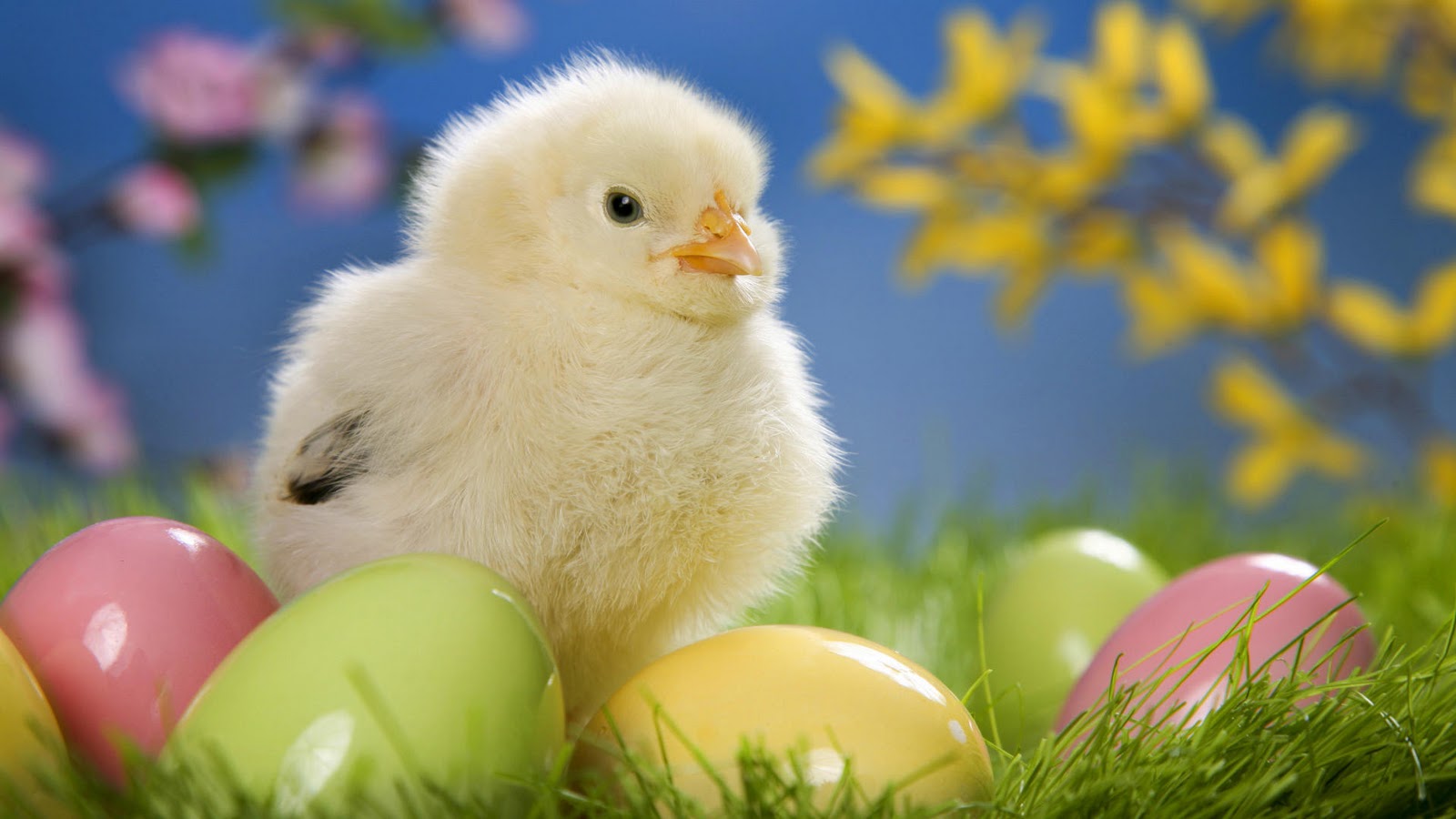 Bureaublad Achtergrond Pasen Met Kuikentje En Eieren