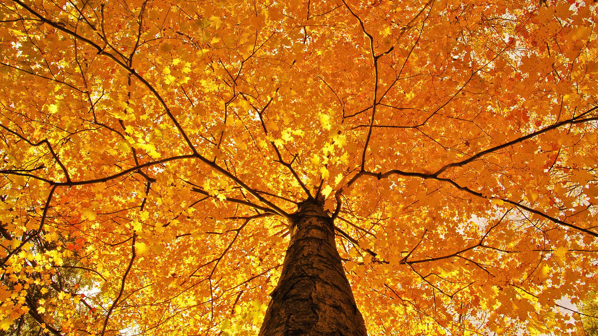 Nature Trees Leaves Color Yellow Autumn Wallpaper
