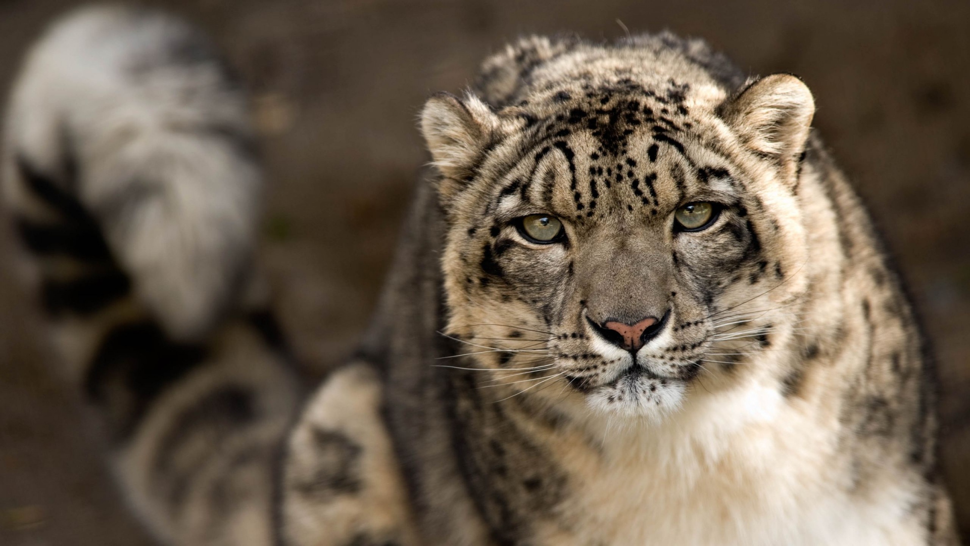 Wallpaper Snow Leopard Look Predator Big Cat