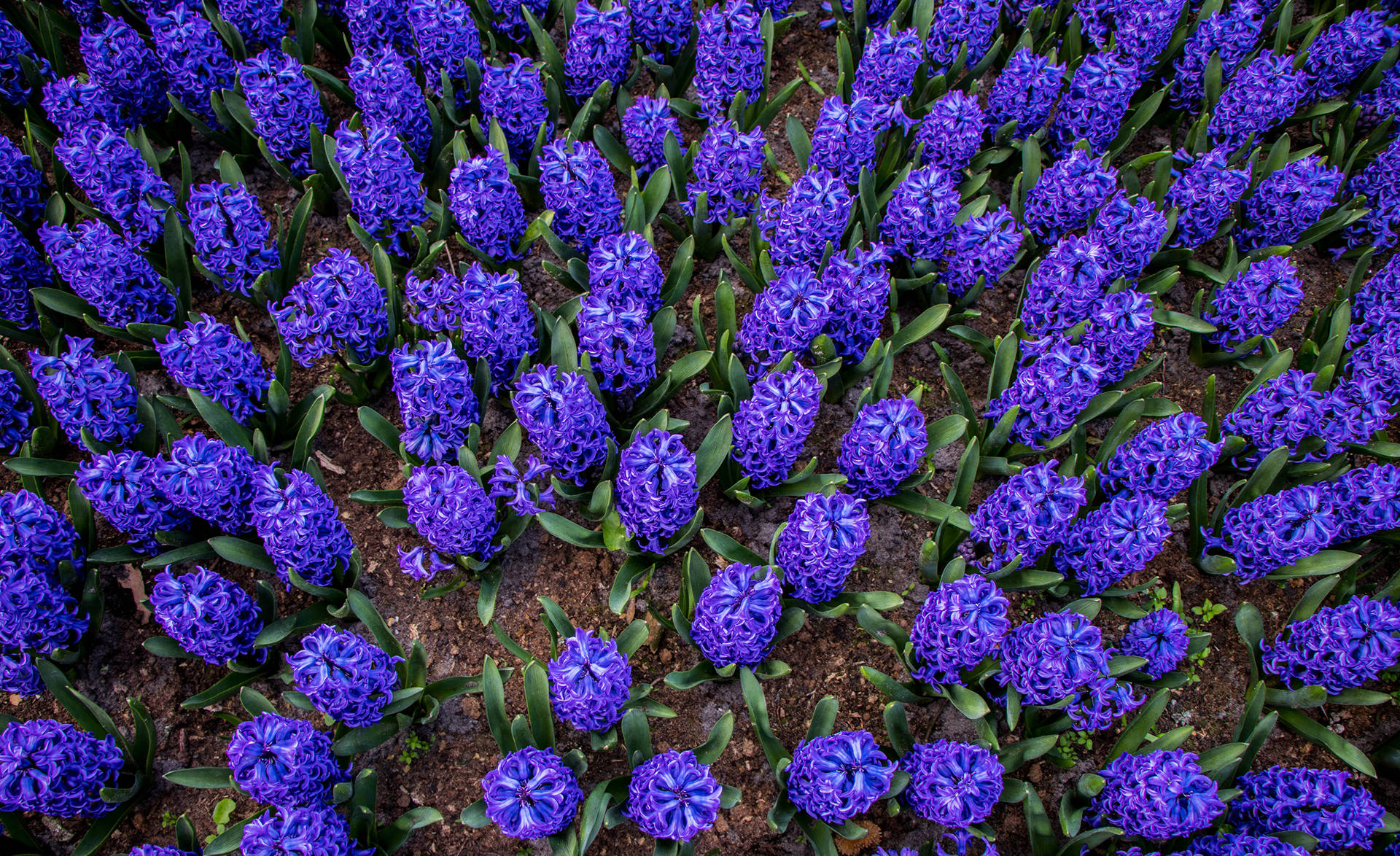 Top Hyacinth Wallpaper Full HD 4k To Use