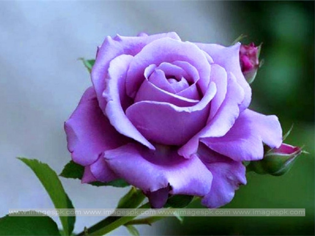 Beautiful Purple Rose Imagepk