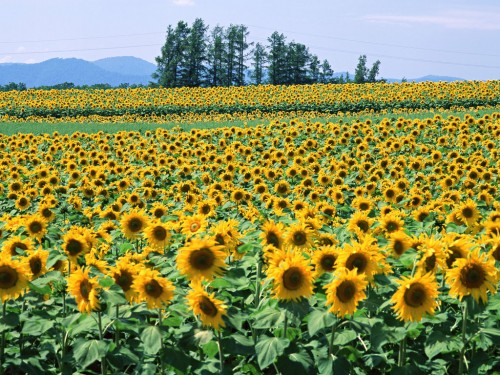 Free Sunflower Fields Screensaver Screensavers   Download Sunflower
