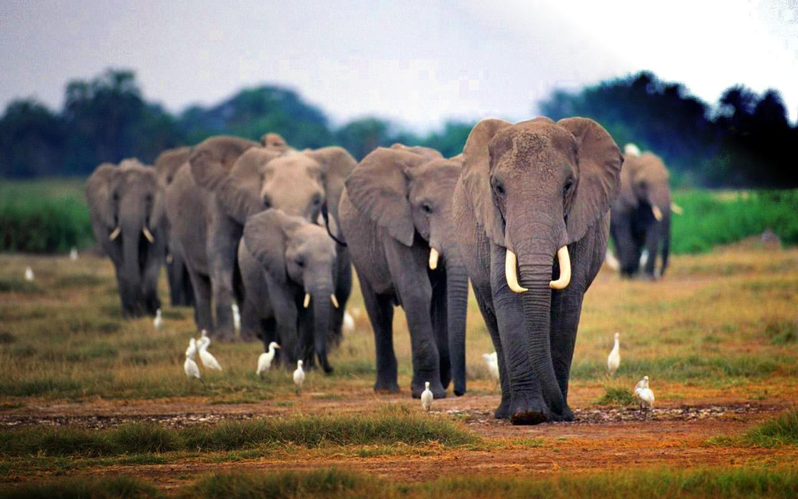 African Elephant Wallpaper Elephantdesktop