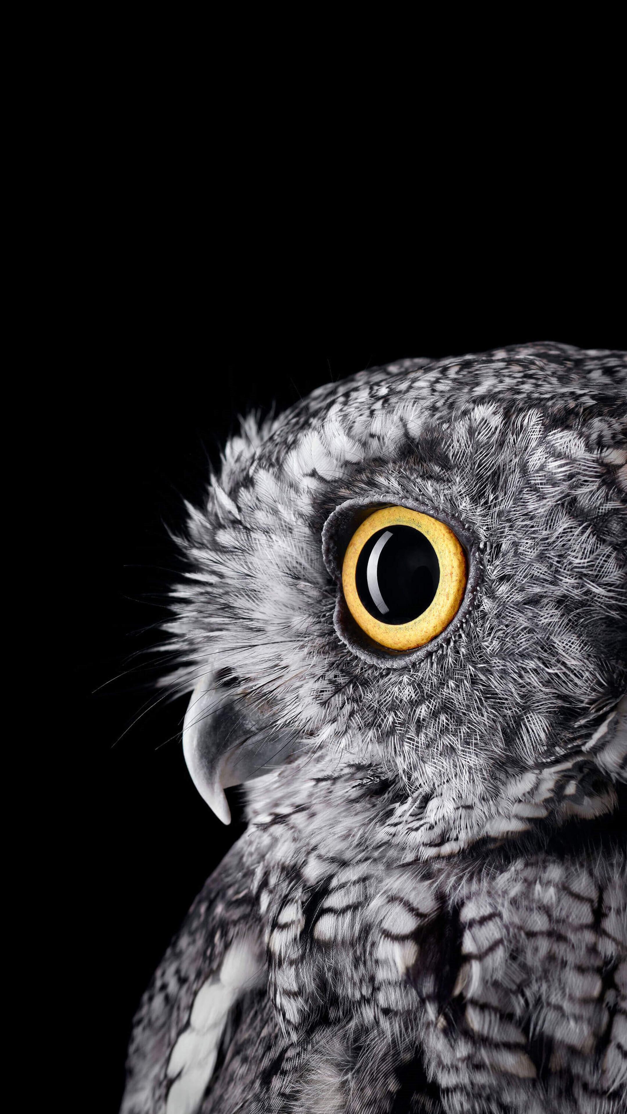 Owl Background Wallpaper iPhone Phone 4K 1550e