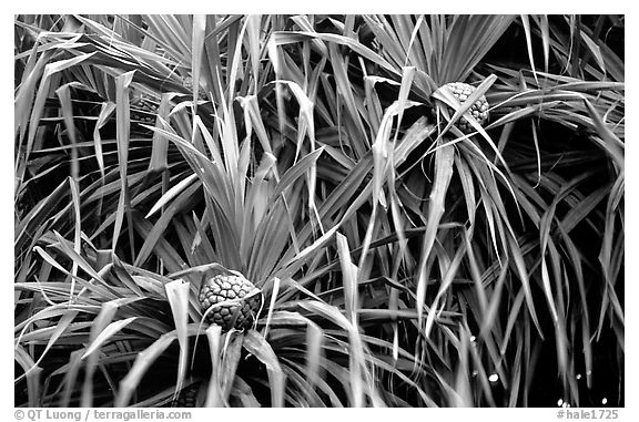 Flowers Of Pandanus Trees Haleakala National Park Black And White