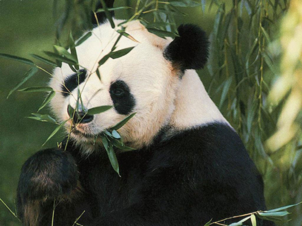 Giant Panda HD Wallpapers High Definition Free