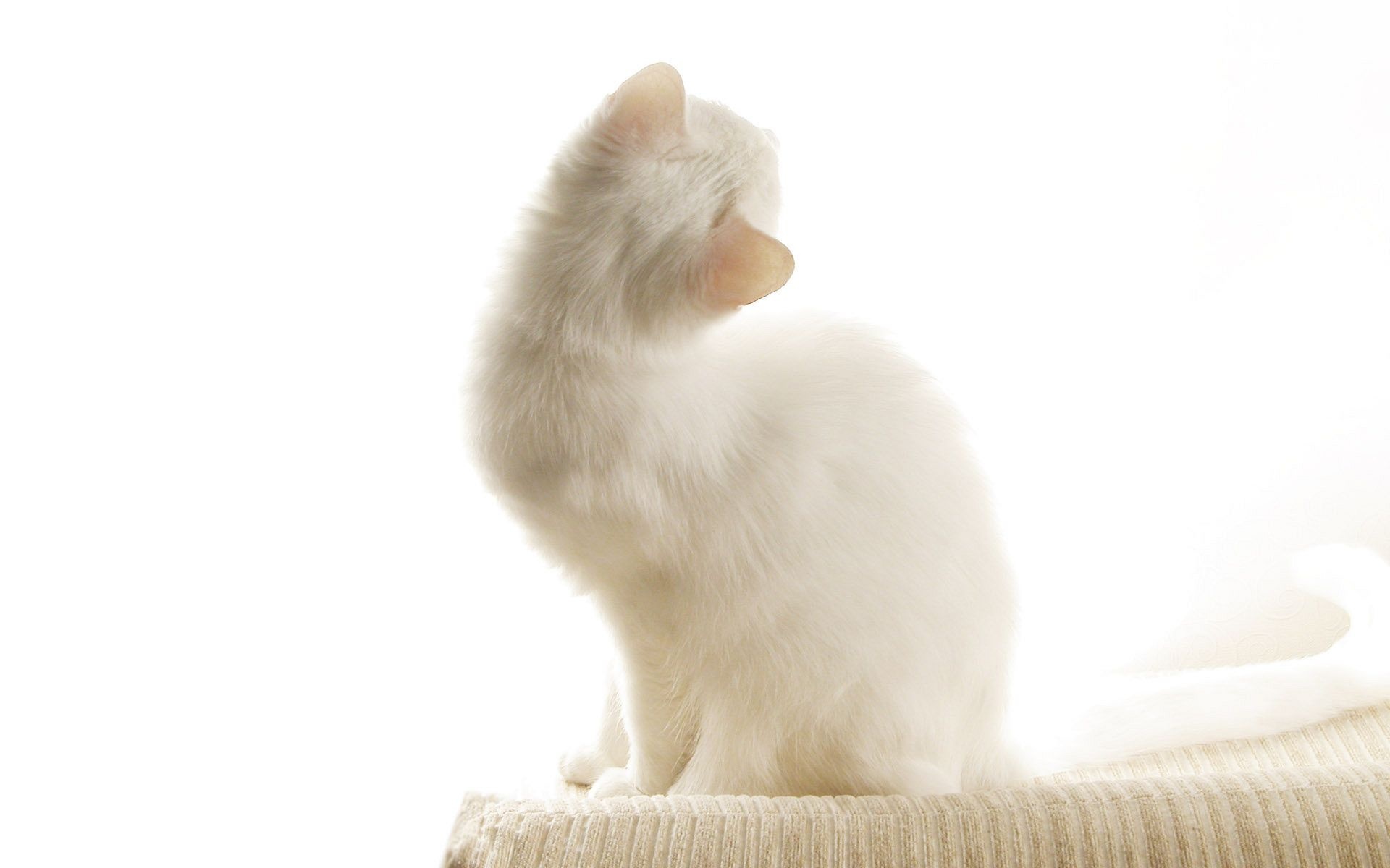 White Cat On A Background Wallpaper And Image