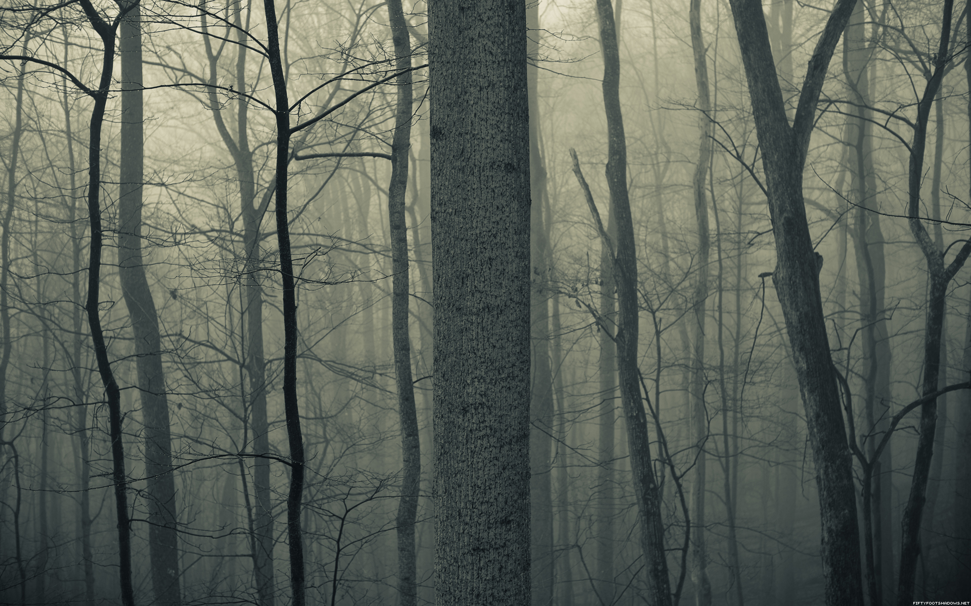 Nature Trees Forests Woods Trunk Haze Fog Mist Dark Bark