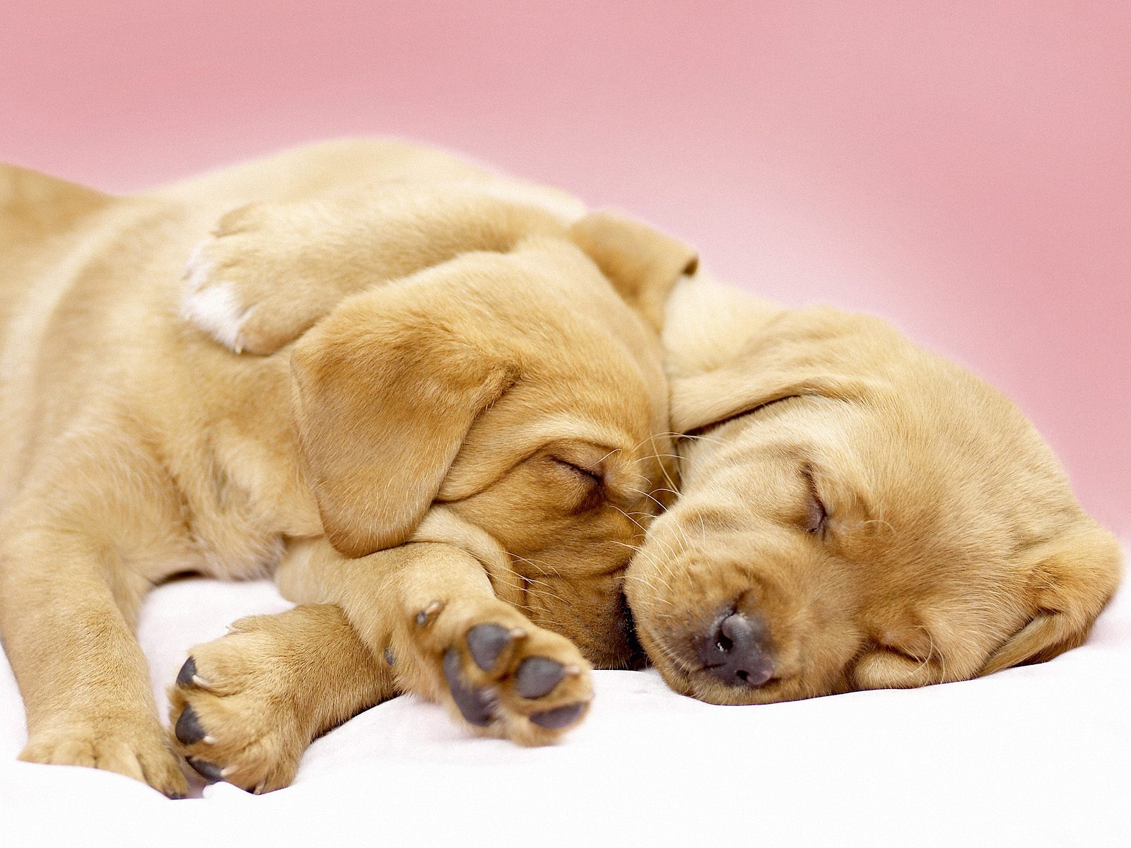 Two adorable golden retriever puppies sleeping peacefully on a soft white blanket, embracing each other