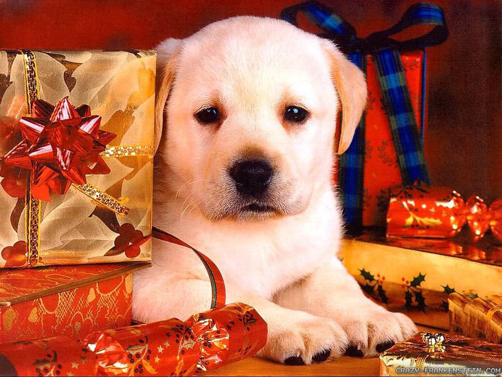 Christmas Dog Desktop Wallpaper 395j7bb Picserio