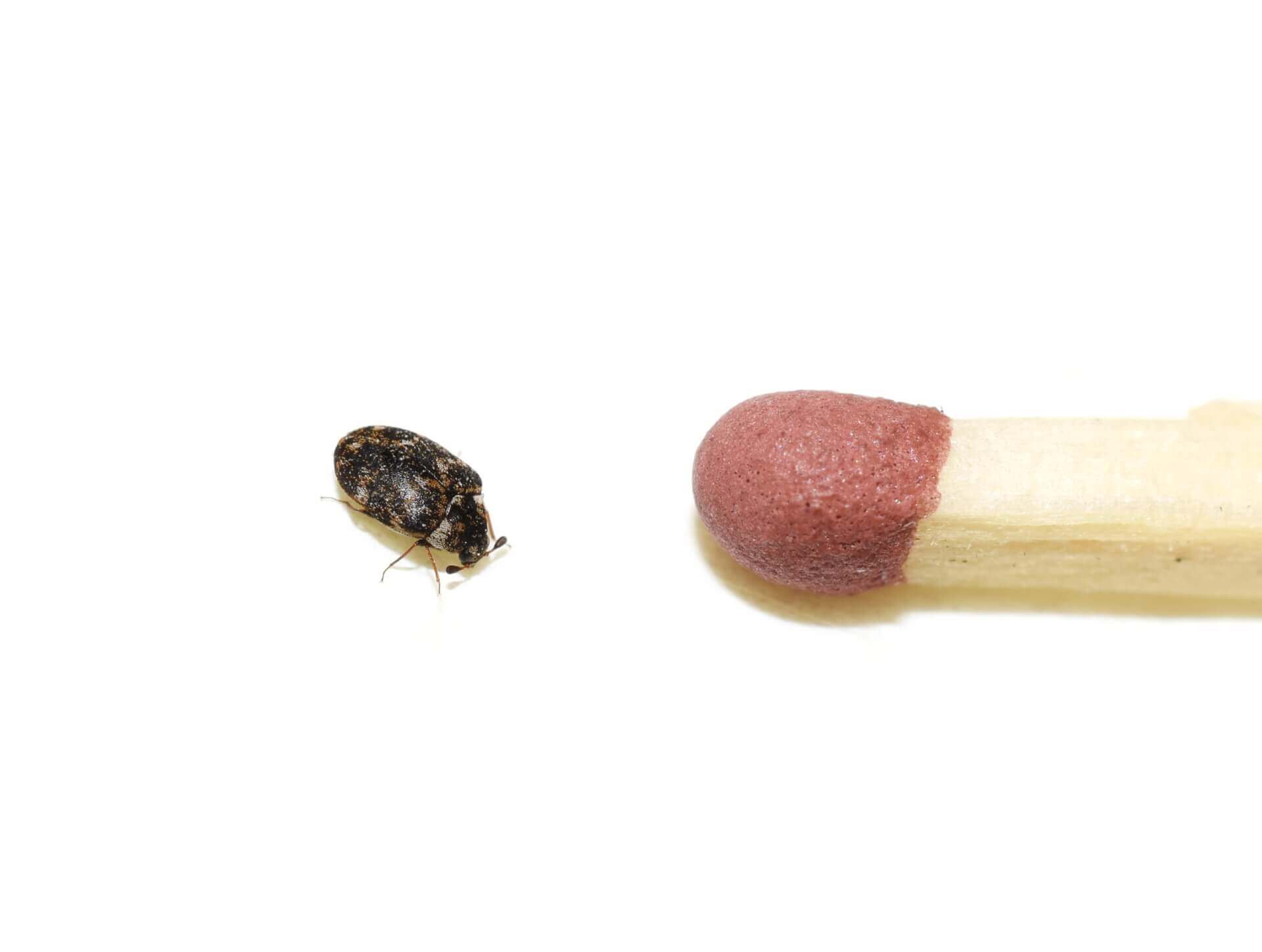 The Most Common Types Of Carpet Beetles And Identify Them Wallpaper