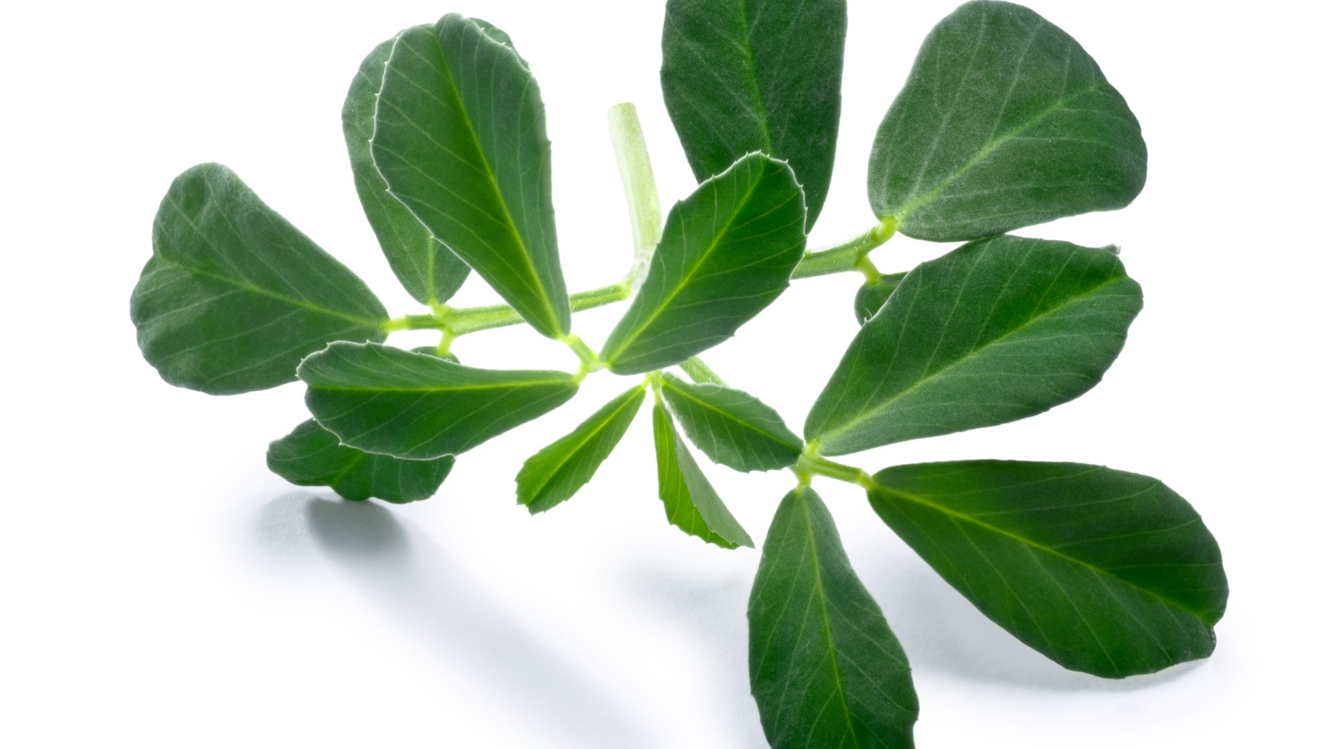 Archaeology Of Herbs Spices Wallpaper